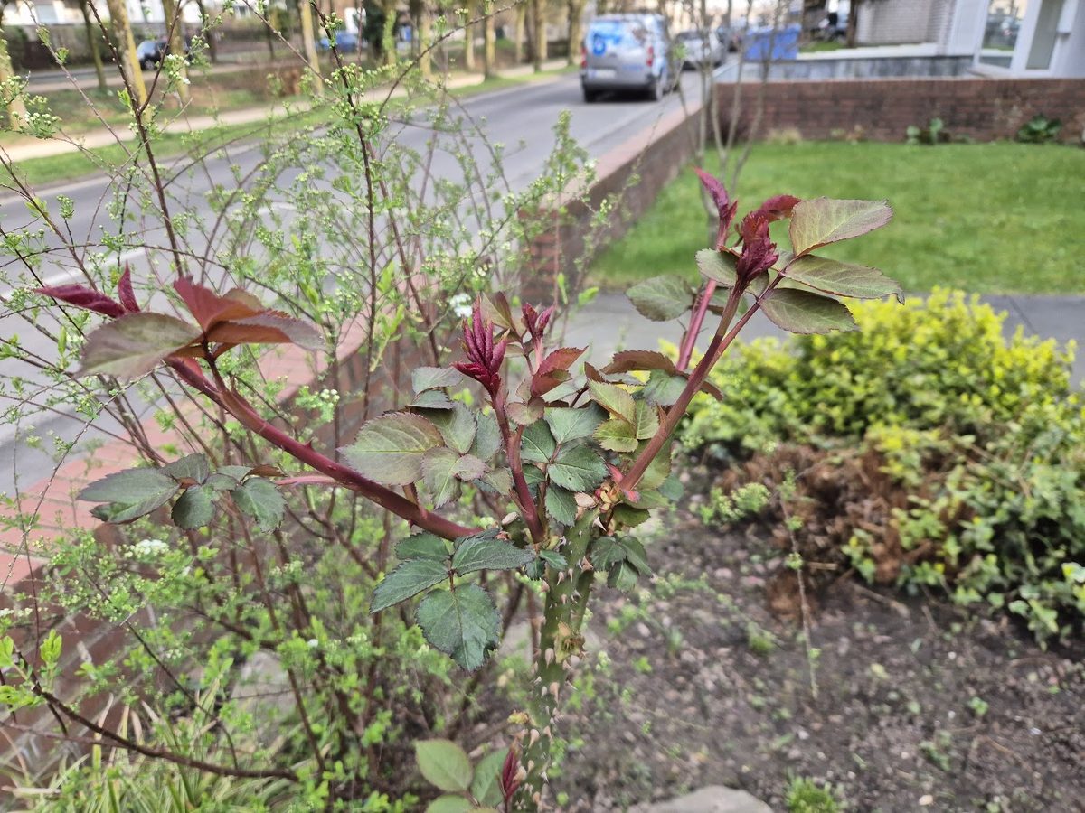 Rosenschnitt
